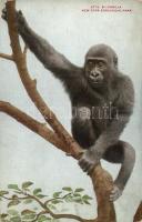 Gorilla, New York Zoological Park