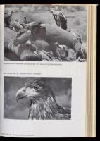 Vadászlesen - Híres vadászok válogatott írásai. Budapest, 1966, Gondolat. 358 p. Kiadói félvászonköt...