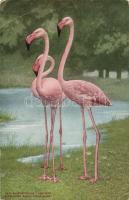 European flamingo, New York Zoological Park, (EB)