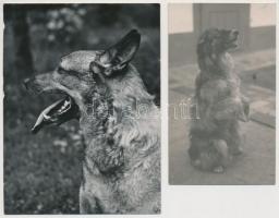 cca 1920-1950 6 db fénykép ill. fotólap aranyos kutyákról