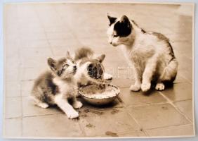 Cicák ebéd után, jelzetlen fotó, 16x23 cm