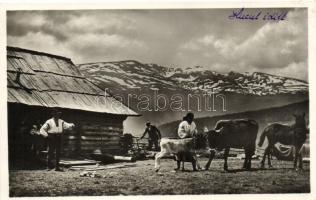 Kőrösmező, Jasina; Hucul idill / folklore, calf, horse (Rb)