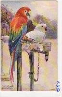 Papagei C s: M. N. N. W.