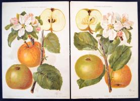 1916 Vegyes gyümölcsök, lithok a Kertészet c. kiadvány mellékletei, 4db, 27x19cm