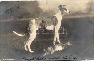 Hunting dog with hunted rabbit (EB)