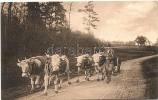 Swiss folklore, ox cart