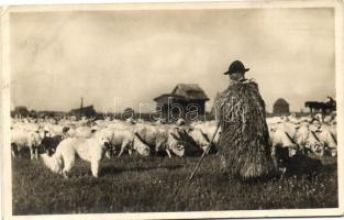 Juhász a nyájával / Hungarian folklore (EK)