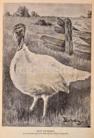 Hreblay Emil: Pulykatenyésztés. Budapest, 1907, Pátria Irodalmi Vállalat és Nyomdai R.T. Második tel...