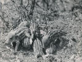 cca 1980 Németh György: Riadalom, feliratozott vintage fotóművészeti alkotás, 18x24 cm