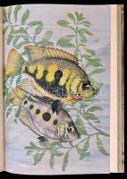 Aquarien und Terrarien. Jahrbuch 1954. Szerk.: Gilsenbach, Reimar et al. Jéna, 1954, Urania Verlag. ...