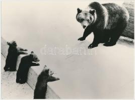 cca 1975 Aki éhes felmászik, vintage fotó, 17x23 cm