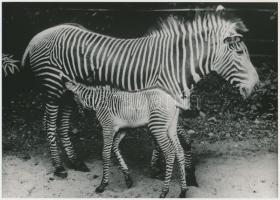cca 1984 Zebra oda-vissza, vintage fotó, 17x24 cm