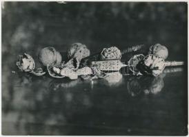 cca 1935 Unghváry Iván: Diótörő, aláírt vintage csendélet kompozíció, 18x24 cm / cca 1935 Iván Unghváry: Nutcracker, vintage photo, with signature, 18x24 cm