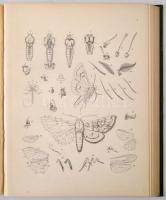 Abafi Aigner Lajos Magyarország lepkéi Tekintettel Európa többi országainak lepke-faunájára Bp. 1907...