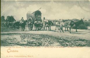 Cordoba