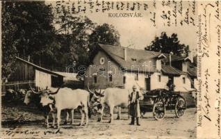 Kolozsvár, Cluj; Magyar királyi gazdasági tanintézet gazdasági udvara, ökrös szekér / economic scools yard, ox cart