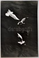 cca 1973 Zsigri Oszkár (1933-?): Szárnyas vadászok, jelzés nélküli vintage fotóművészeti alkotás a szerző hagyatékából, 40x30 cm