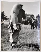 cca 1965 Sztachó Gyula: Malac a vásárban, pecséttel jelzett vintage fotóművészeti alkotás, 37x29 cm