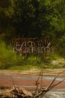 Neogrády László (1896-1962): Vízesés. olaj, vászon, kisebb festék lepattanással, antik keretben,  60...