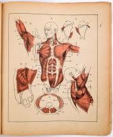 Stein János: Bonctan. Útmutató művésznövendékek számára, a bonctani preparátumok és a természet megé...