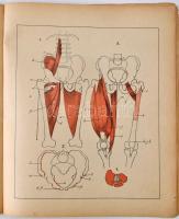 Stein János: Bonctan. Útmutató művésznövendékek számára, a bonctani preparátumok és a természet megé...