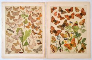 cca 1910 Lepkék 6 db litho tábla / Butterflies 6 Litho tables 22x26 cm