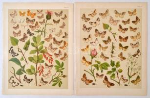 cca 1910 Lepkék 6 db litho tábla / Butterflies 6 Litho tables 22x26 cm