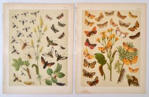 cca 1910 Lepkék 6 db litho tábla / Butterflies 6 Litho tables 22x26 cm
