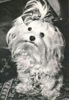 44 db MODERN fekete-fehér motívumlap; kutyák / 44 modern black and white motive cards; dogs