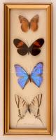 3db-os lepkegyűjtemény, üvegezett fa keretben, Brasil felirattal, 32x13x2cm. / Butterfly collection in little wooden frame, with Brasil title, 32x13x2cm.