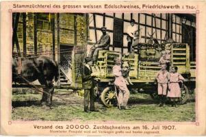 Friedrichswerth, Stammzüchterei des grossen weissen Edelschweines, Versand des 20000 Zuchtschweines / Delivery of 20,000 breeding pigs (wet corner)