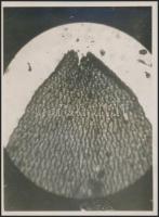 1928 november 28. Kinszki Imre (1901-1945): Makrofotó, a szerző által feliratozott vintage fotó hagyatékából, 9x6,5 cm