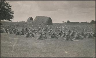 cca 1925 Kerny István (1879-1963): Tőzeg szárítás Jászkarajenőn, feliratozott vintage fotó a szerző hagyatékából, 14x23 cm