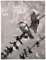 1937 Osoha László: Galambok, pecséttel jelzett vintage fotóművészeti alkotás, kiállítási emlék matricákkal, 35x26 cm