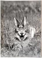 cca 1985 Berta Béla: Röhögő nyúl, feliratozott vintage fotóművészeti alkotás, 38x28 cm