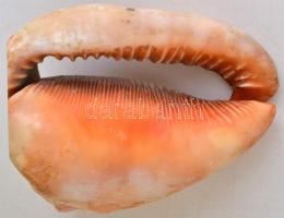 Kagylóból készült gyertyatartó, 12cm