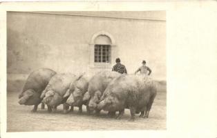 Magyar disznók a gazdaság udvarán / Hungarian pigs on the farm, photo