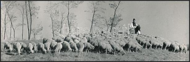 cca 1961 Dezső Pál: Bugaci legelőn, feliratozott vintage fotóművészeti alkotás, 7,5x23 cm