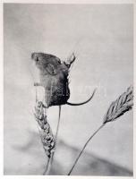 Jaroslav Holecek: Csendes Vadászat. Budapest, 1973, Gondolat, 239 p. Kiadói egészvászon kötés, kiadó...