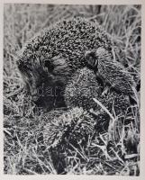 Jaroslav Holecek: Csendes Vadászat. Budapest, 1973, Gondolat, 239 p. Kiadói egészvászon kötés, kiadó...