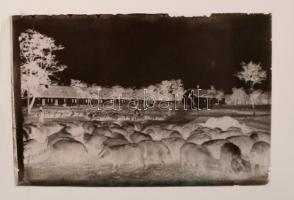 cca 1935 Lőcsei Árpád kecskeméti vándorfényképész 13 db üveglemez negatívja, sokféle téma Bács-Kisku...