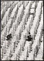 cca 1970 Zsigri Oszkár (1933-?): Szőlőültetvény, jelzés nélküli vintage fotóművészeti alkotás, a szerző hagyatékából, 40x30 cm