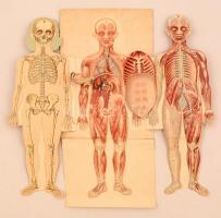 Gyermek anatómia, papír, litográfia, foltos, sérüléssel, 34x16 cm