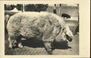 MEzőgazdasági kiállítás