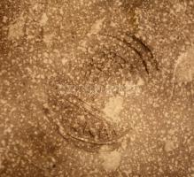 cca 1900 Zsolnay szecessziós kályhacsempe, jelzett, hibátlan, benyomott körpecsétes 23×23 cm, m: 5 c...