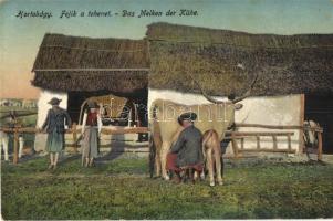 Hortobágy, tehénfejés (ázott sarok / wet corner)