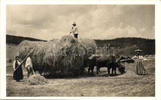 Magyarvista, Vista, Vistea; Szénagyűjtés, folklór / folklore, hay collecting