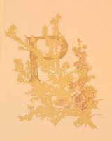 Pap Zoltán: Muzsikaszó. Regény dalban. Budapest, 1910. Petőfi-Társaság. Számos szövegközti, színes, ...