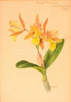 Csapody Vera (1890-1985): Nárcisz. Akvarell, papír, jelzett, üvegezett keretben, 30×20 cm