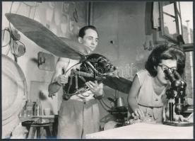 Beleülteted a bogarat a fülembe..., természettudományi laboratóriumi fotó, 13×18 cm